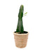 Euphorbia Acrurensis - Cactus en ligne