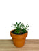 Euphorbia bupleurifolia X susannae - Cactus en ligne