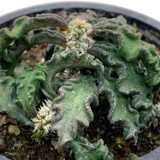 Euphorbia Decaryi 3.5"