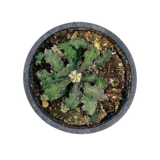 Euphorbia Decaryi 3.5"