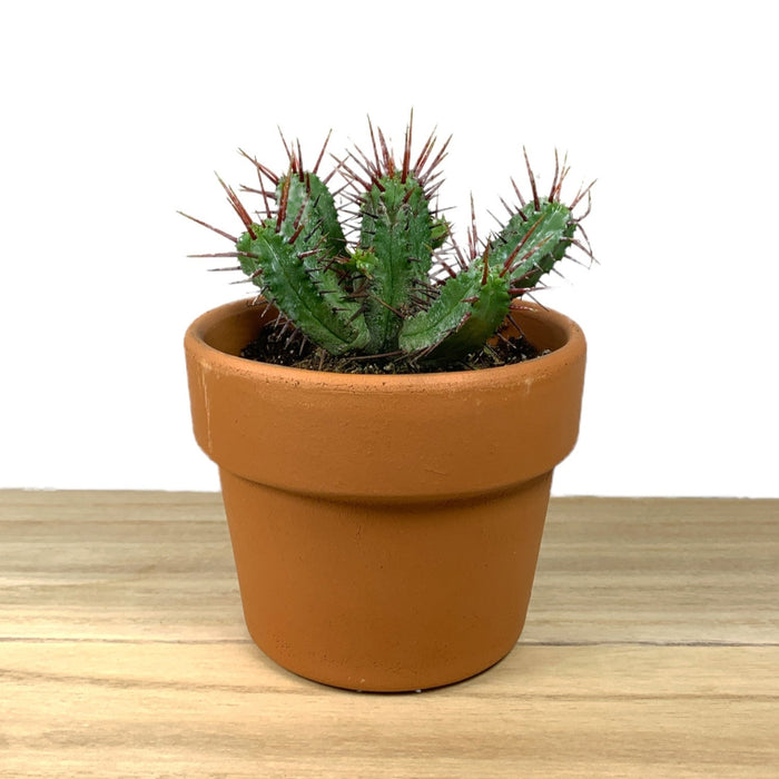 Euphorbia Enopla 'Pincushion' - Cactus en ligne