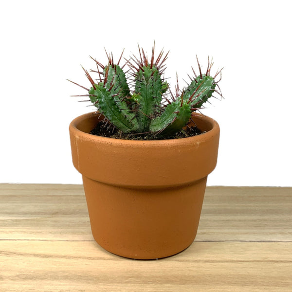 Euphorbia Enopla Pincushion Cactus en Ligne