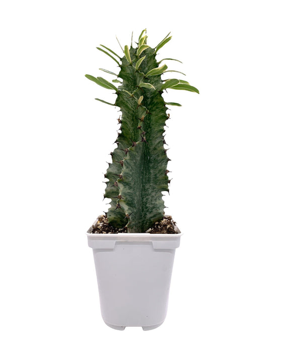 Euphorbia Eritrea Variegata 4"