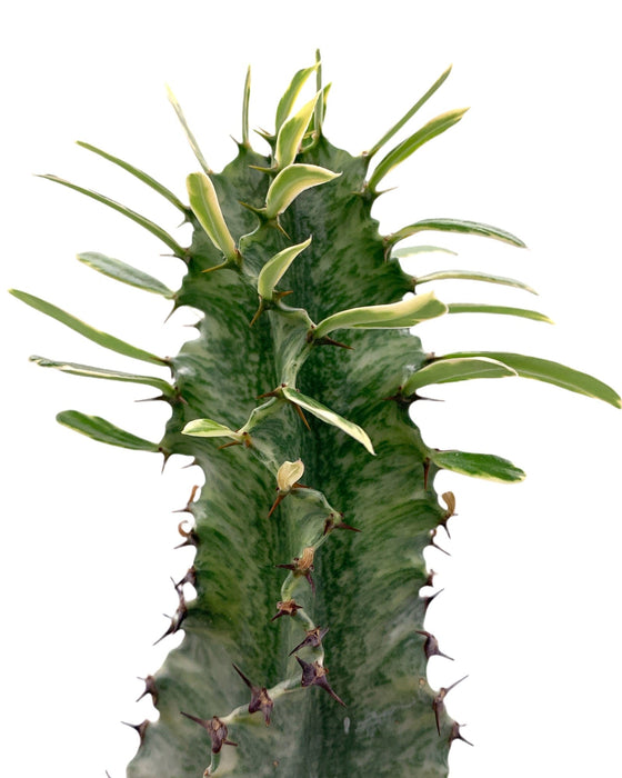 Euphorbia Eritrea Variegata 4"