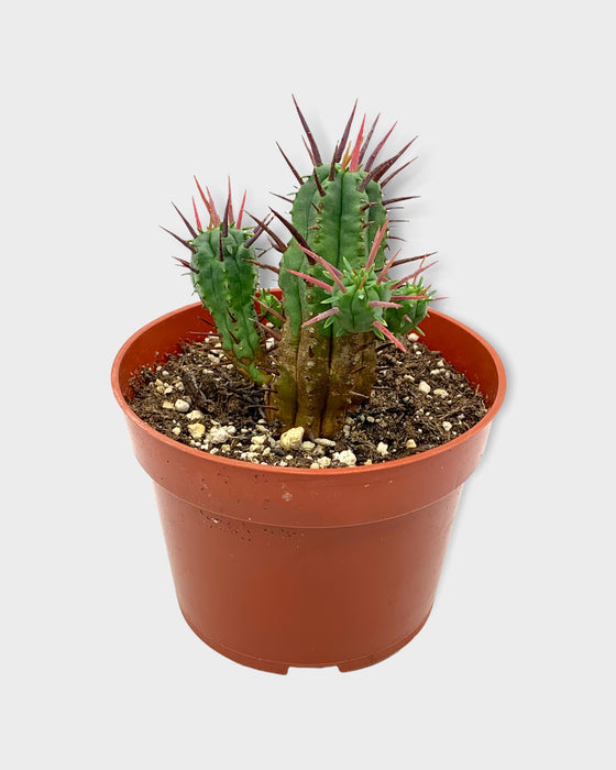 Euphorbia Ferox 4''