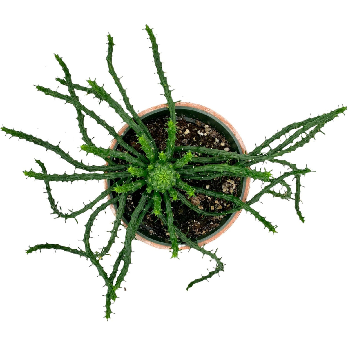 Euphorbia Flanaganii 'Medusa's Head' — Cactus en Ligne