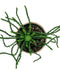 Euphorbia flanaganii Medusa's Head 4'' - Cactus en ligne