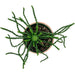 Euphorbia flanaganii Medusa's Head- Cactus en ligne