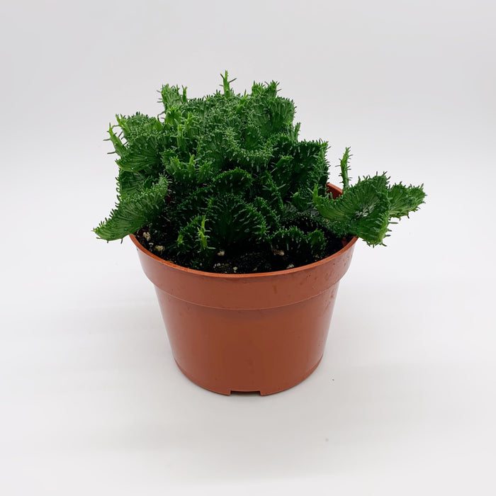 Euphorbia Flanaganii f. Cristata 'Green Coral' 4"
