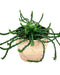 Euphorbia flanaganii Medusa's Head 4'' - Cactus en ligne