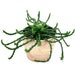 Euphorbia flanaganii Medusa's Head - Cactus en ligne