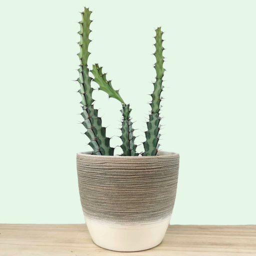 Euphorbia Greenwayi - Cactus en ligne