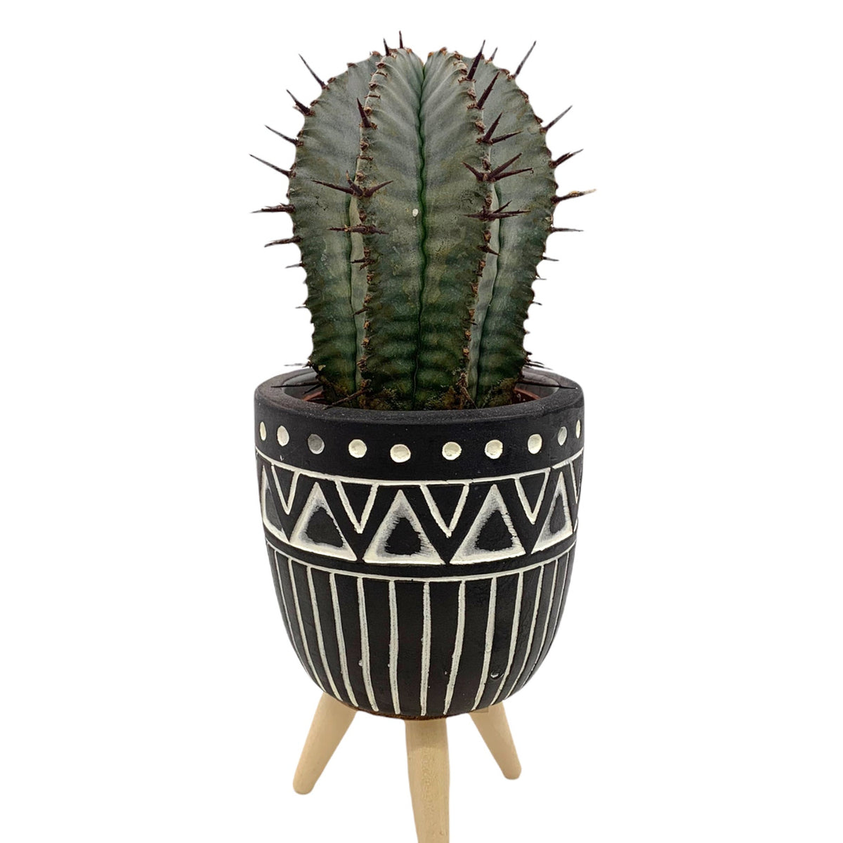 cactus-en-ligne-euphorbia-
