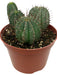 Euphorbia Horrida 6" - Cactus en ligne