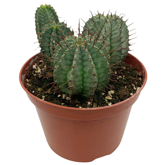 Euphorbia Horrida 6" - Cactus en ligne