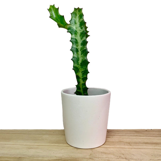 Euphorbia lactea - Cactus en ligne