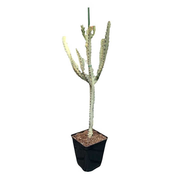 Euphorbia Lactea 'White Ghost' 25-30" Tall - PRESALE