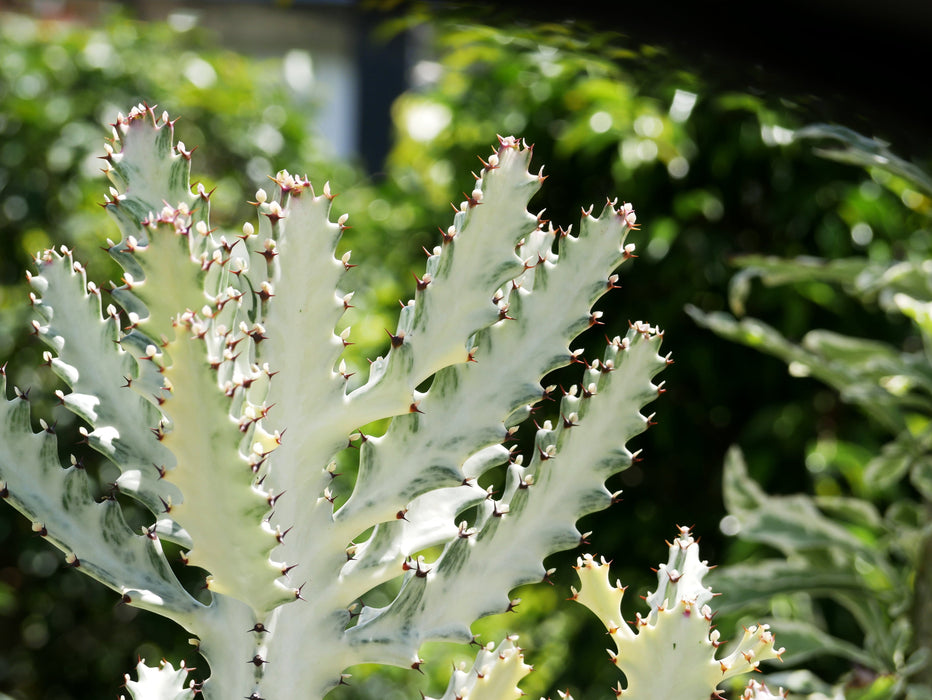 Euphorbia Lactea 'White Ghost' 25-30" Hauteur - PRÉVENTE