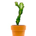Euphorbia lactea - Cactus en ligne