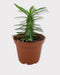 Euphorbia Loricata - Cactus en ligne