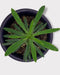 Euphorbia Loricata - Cactus en ligne
