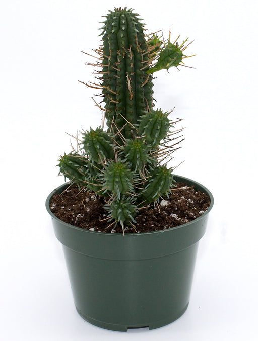 Euphorbia Mammillaris - Cactus en ligne
