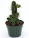 Euphorbia Mammillaris - Cactus en ligne