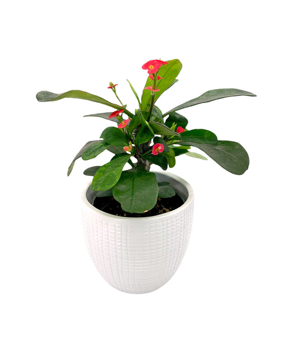 Euphorbia Milii Red/Rouge - Cactus en ligne