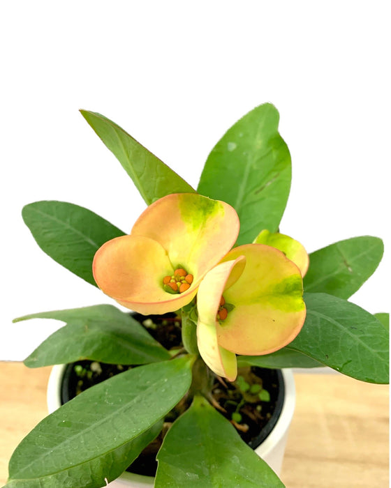 Euphorbia Milii Thai hybrid - Cactus en ligne
