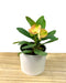 Euphorbia Milii Thai hybrid - Cactus en ligne