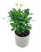 Euphorbia Milii Yellow/Jaune - Cactus en ligne