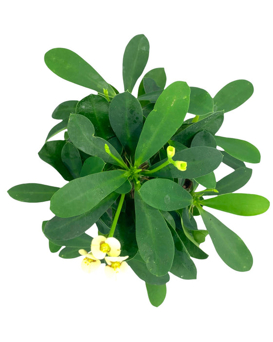 Euphorbia Milii 4''