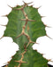 Euphorbia pseudocactus - Cactus en ligne