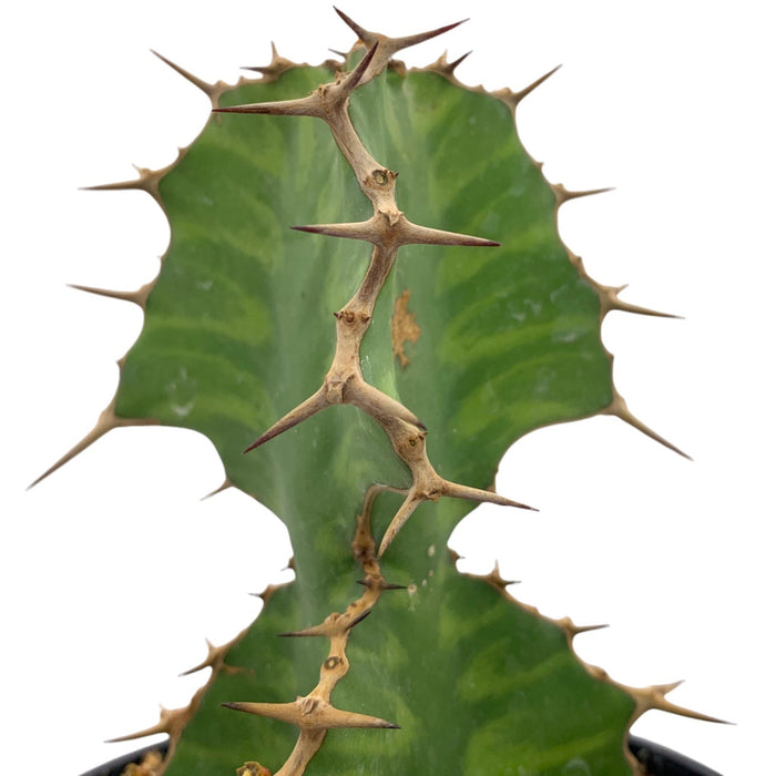 Euphorbia pseudocactus - Cactus en ligne