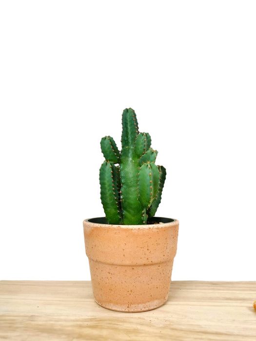Euphorbia Resinifera - Cactus en ligne