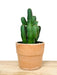 Euphorbia Resinifera - Cactus en ligne