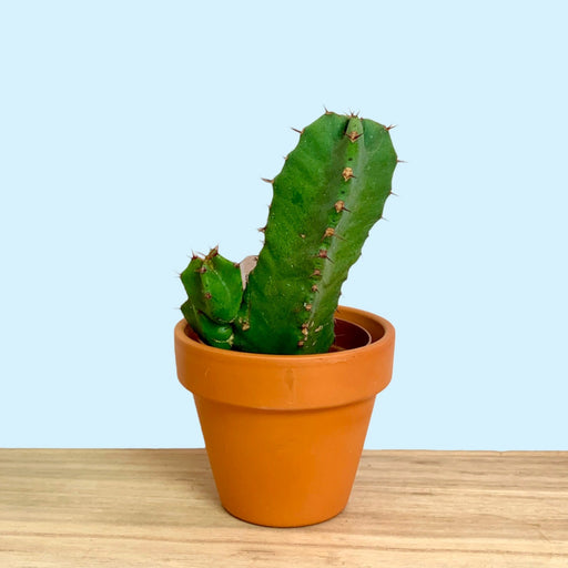 Euphorbia Resinifera 2.5" - Cactus en ligne