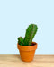 Euphorbia Resinifera 2.5" - Cactus en ligne
