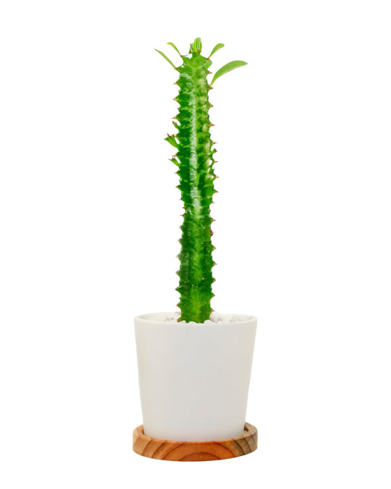 Euphorbia Trigona Vert