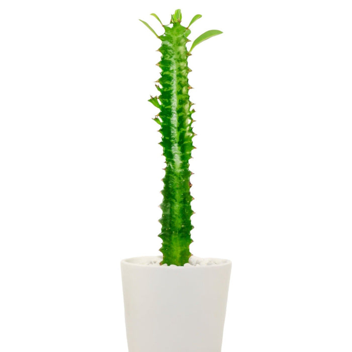 Euphorbia Trigona Green