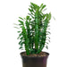 Euphorbia Trigona Green - Cactus en ligne