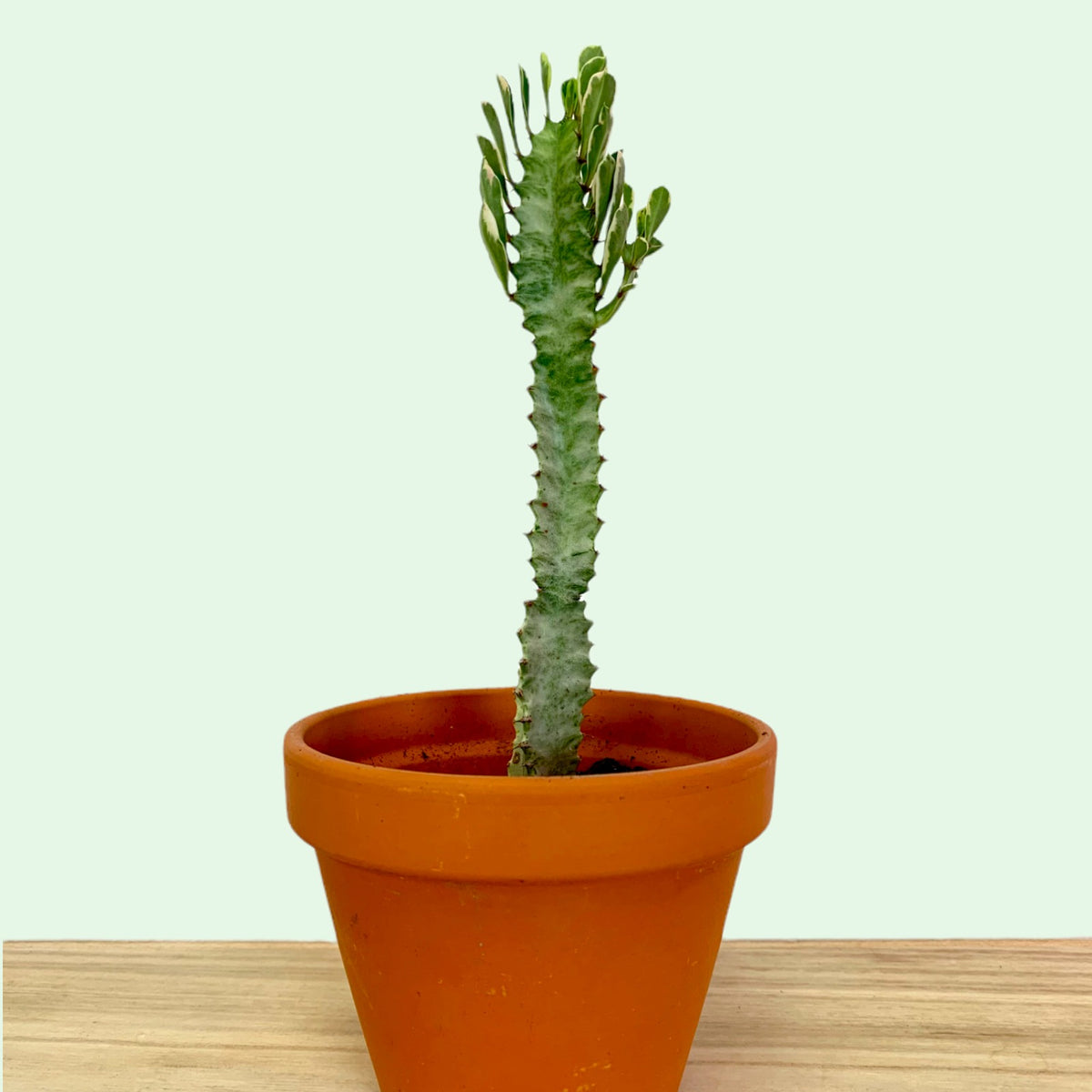 Euphorbia Trigona Variegata 4