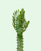 Euphorbia Trigona Variegata - Cactus en ligne