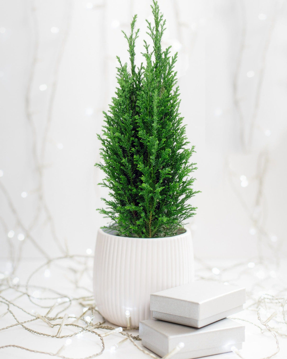 European Cypress Tree — Cactus en Ligne