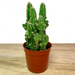 Cereus Tetragonus - Cactus en ligne