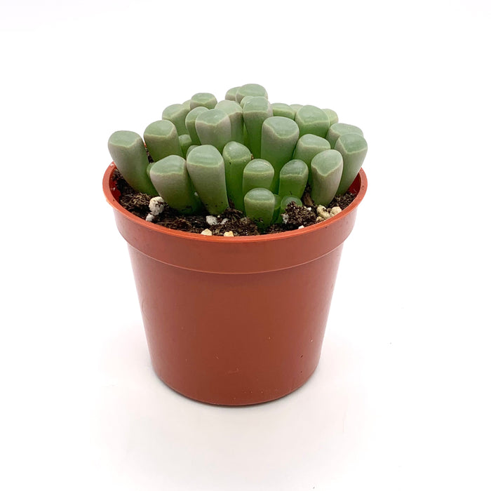 baby toe succulent Fenestraria Rhopalophylla 'Baby toes' — Cactus en Ligne