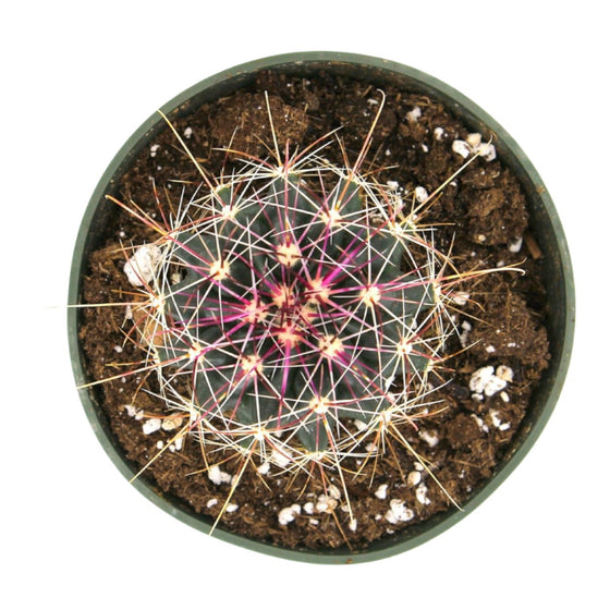 Ferocactus Hamatacanthus 4'' - Cactus en ligne
