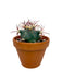 Ferocactus Emoryi - Cactus en ligne
