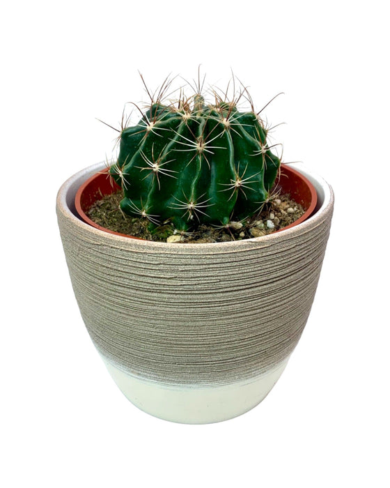 Ferocactus Setispinus - Cactus en ligne