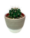 Ferocactus Setispinus - Cactus en ligne